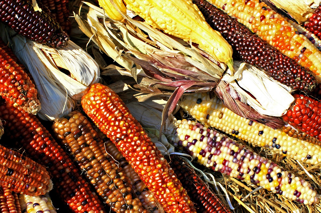 corn, cobs, maize-1235895.jpg