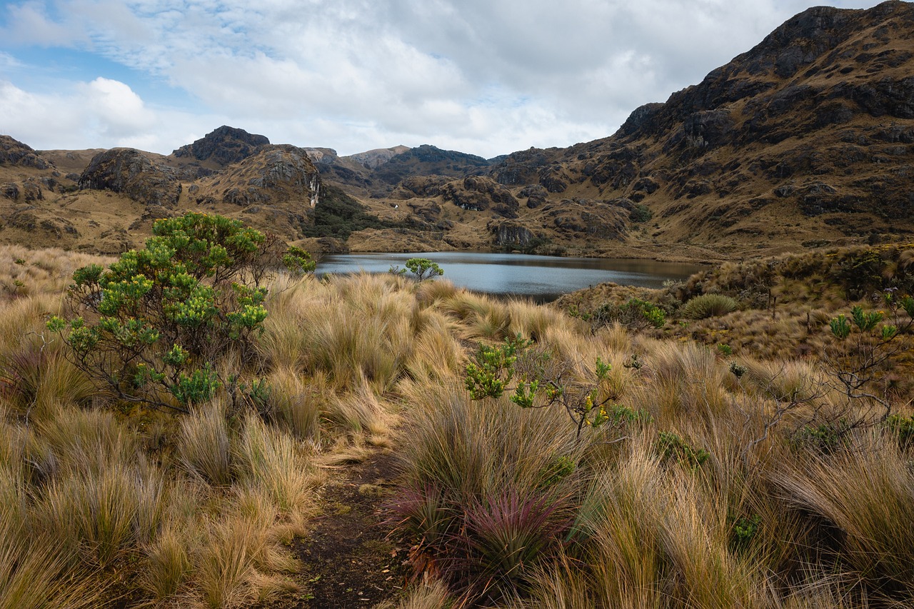 lake, wetland, mountains-6791971.jpg